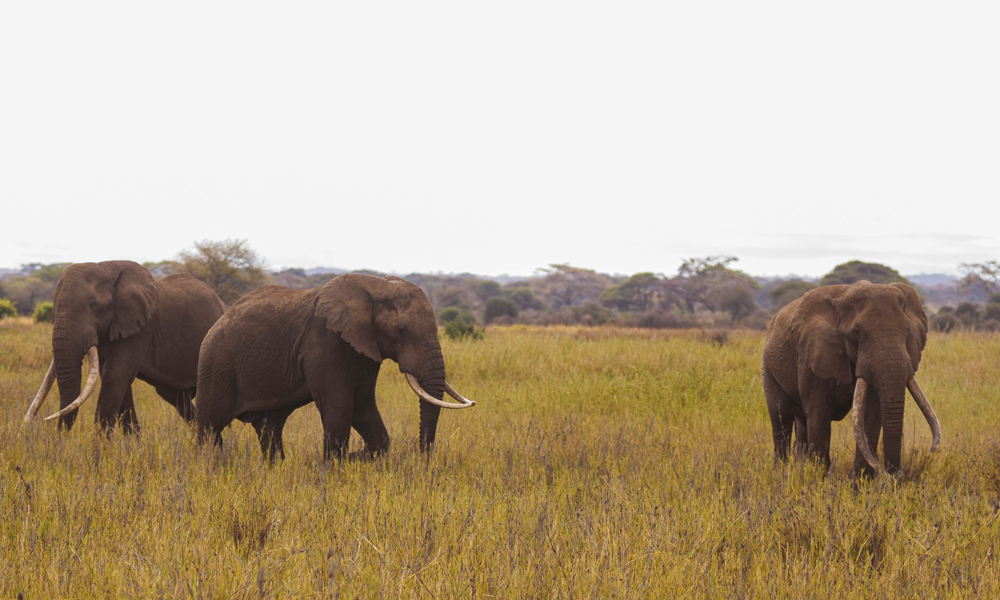 elephants-Tim-Townsend-Craig-by Paul Obuna-WildlifeDirect