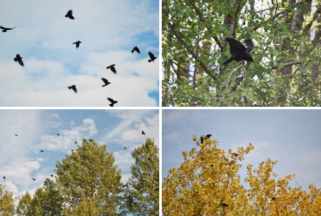 crow funeral-photos-Kaeli Swift