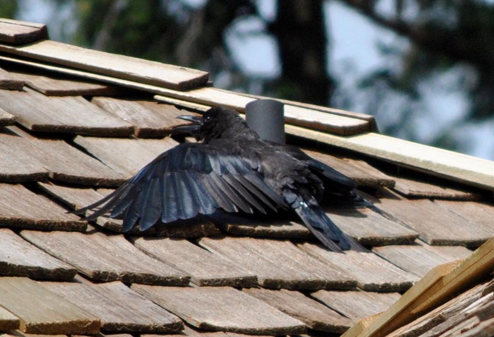 crow sunbathing-Kaeli Swift